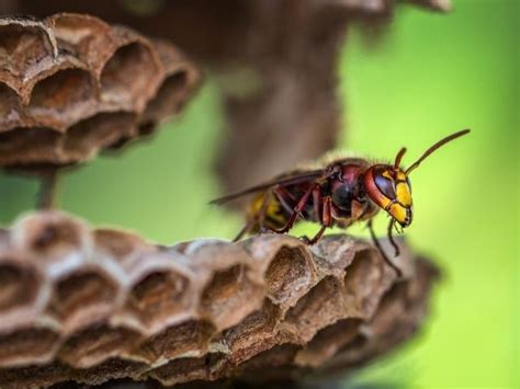 Eşek arısı zararlı mı